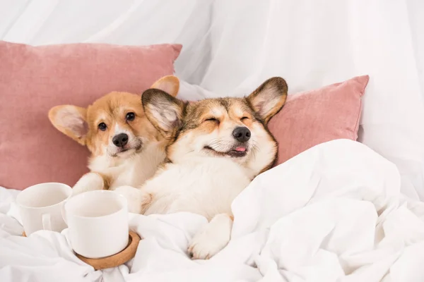 Bonito pembroke galês corgi cães deitado na cama com copos brancos em casa — Fotografia de Stock