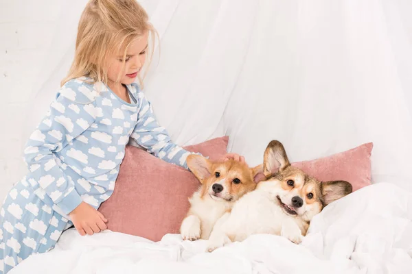 Adorable child looking at pembroke welsh corgi dogs lying in bed at home — Stock Photo