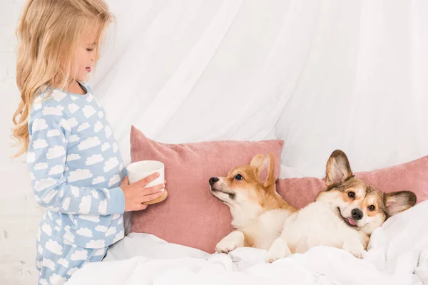 Criança segurando copo e olhando para cães pembroke galês corgi deitado na cama em casa — Fotografia de Stock