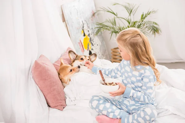 Child sitting on bed with pembroke welsh corgi dogs and holding bowl of cereal at home — Stock Photo