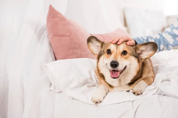 Cropped view of kid stroking welsh corgi lying on bed at home — Stock Photo