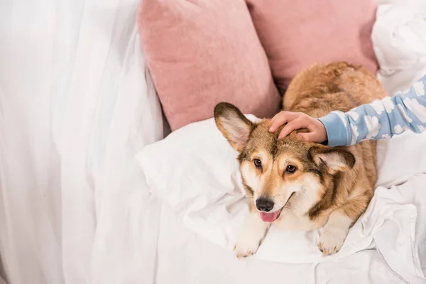 Partial view of kid stroking welsh corgi lying on bed at home — Stock Photo