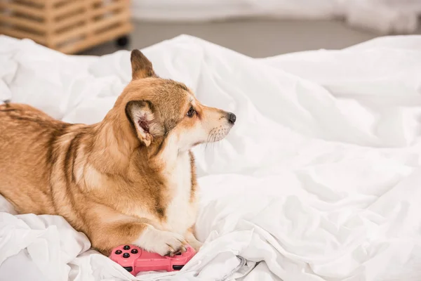 Pembroke galés corgi perro acostado en la cama con joystick rosa en casa - foto de stock