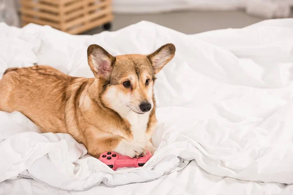 Entzückender walisischer Corgi liegt zu Hause mit rosa Steuerknüppel im Bett — Stockfoto