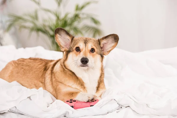 Niedliche pembroke walisischen Corgi Hund auf dem Bett liegend mit rosa Steuerknüppel zu Hause — Stockfoto