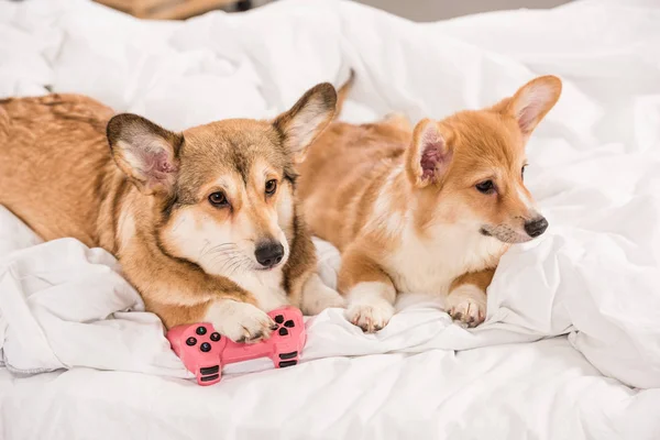 Bonito pembroke galês corgi cães deitado na cama com joystick em casa — Fotografia de Stock