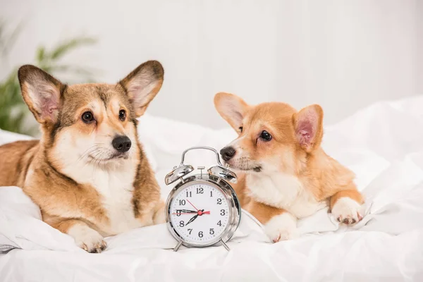 Adorable  welsh corgi dogs lying in bed with alarm clock at home — Stock Photo