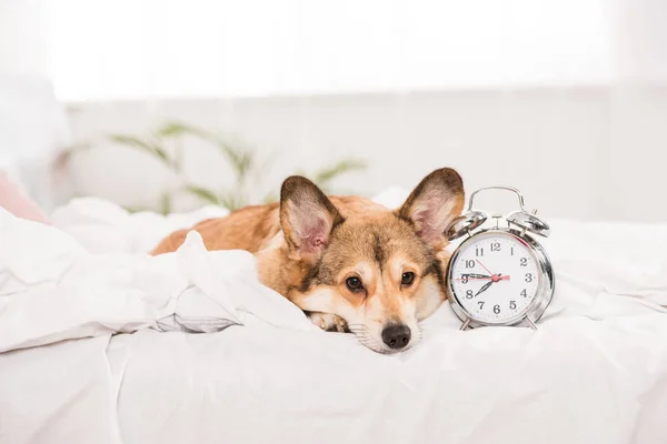 Pembroke welsh corgi dog lying on bed with alarm clock at home — Stock Photo