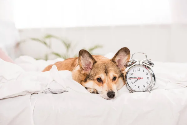 Chien corgi gallois pembroke couché sur le lit avec réveil à la maison — Photo de stock