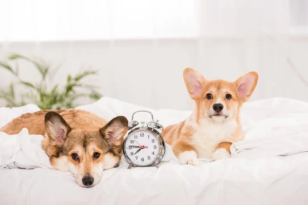 Cute pembroke welsh corgi dogs lying in bed with alarm clock at home — Stock Photo