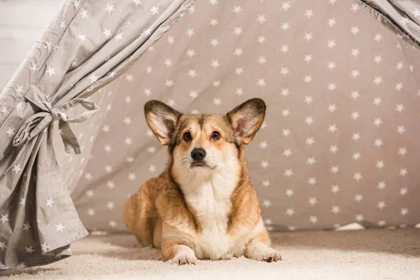 Cute welsh corgi dog lying in wigwam and looking away at home — Stock Photo