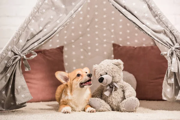 Divertente cane corgi gallese sdraiato in wigwam con orsacchiotto a casa — Foto stock