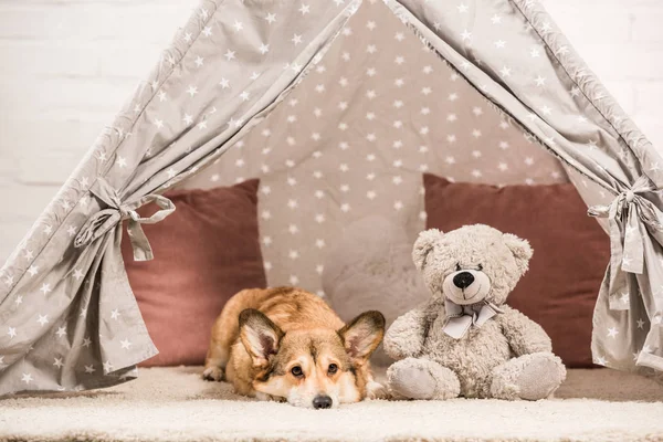 Adorable welsh corgi dog lying in wigwam with teddy bear — Stock Photo