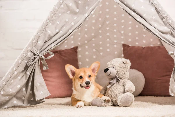 Divertente cane corgi gallese sdraiato in wigwam con orsacchiotto a casa — Foto stock