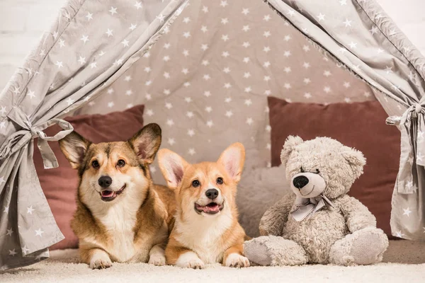 Cute pembroke welsh corgi dogs lying in wigwam with teddy bear at home — Stock Photo