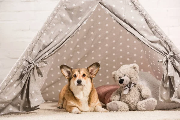 Bonito galês corgi cão deitado em wigwam com ursinho de pelúcia em casa — Fotografia de Stock