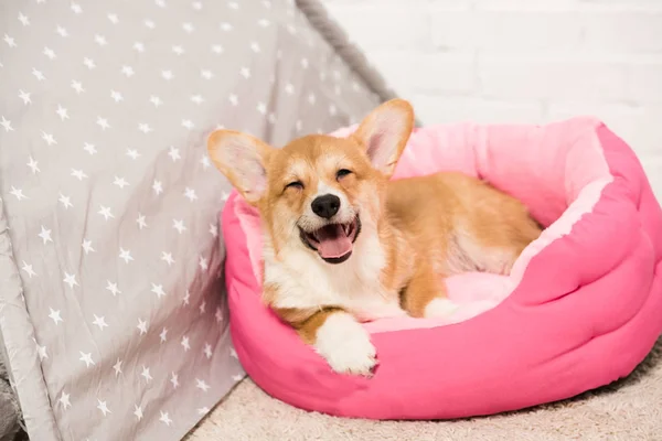 Adorável pembroke galês corgi cão deitado em casa de estimação macio em casa — Fotografia de Stock