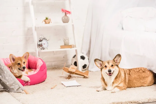 Funny pembroke welsh corgi dogs resting in soft pet house and on fluffy rug at home — Stock Photo