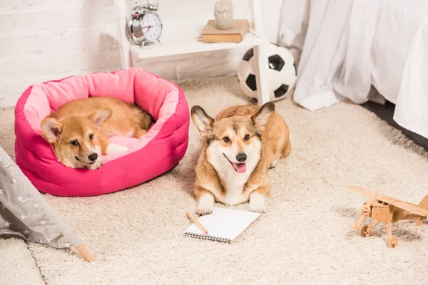 Adorable welsh corgi dogs resting in soft pet house and on fluffy rug at home — Stock Photo