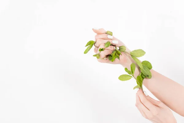 Mujer sosteniendo hojas de menta verde en manos aisladas en blanco, concepto de ahorro ambiental - foto de stock