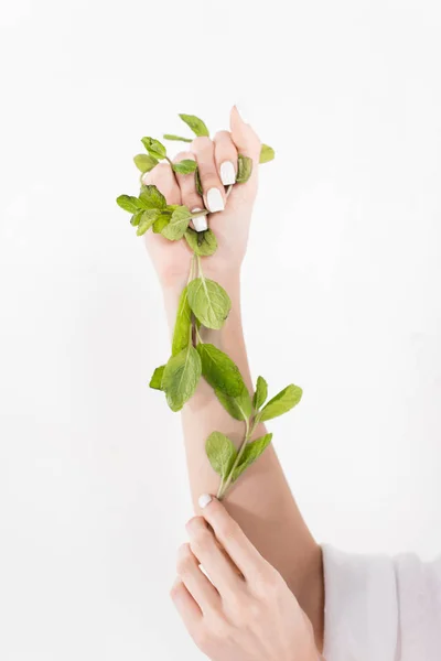 Hojas de menta verde en las manos de la mujer aislado en blanco, concepto de ahorro ambiental - foto de stock