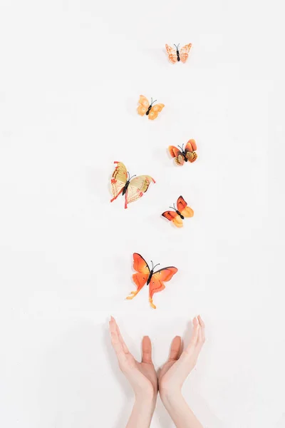 Vista recortada de manos femeninas cerca de mariposas naranjas volando sobre fondo blanco, concepto de ahorro ambiental - foto de stock