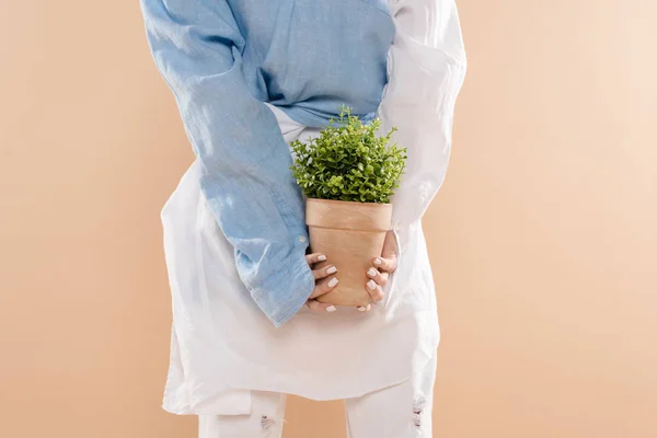 Vista recortada de mujer joven sosteniendo maceta con planta aislada en beige, concepto de ahorro ambiental - foto de stock