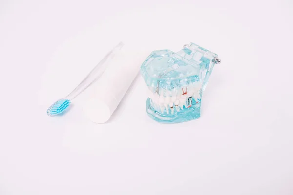 Modelo de mandíbula, escova de dentes e creme dental isolado em branco — Fotografia de Stock