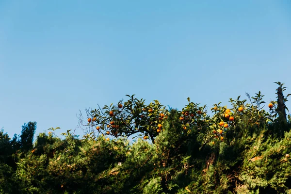 Green orange trees on blue sky background, barcelona, spain — Stock Photo
