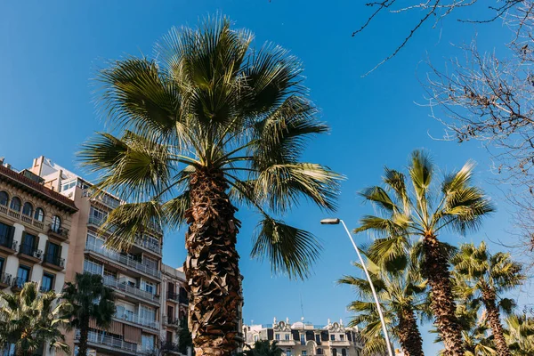 Stadtstraße mit grünen Palmen und bunten Gebäuden, Barcelona, Spanien — Stockfoto
