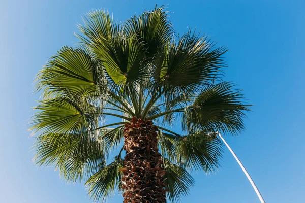 Tall green palm tree on clear blue sky background, barcelona, spain — Stock Photo