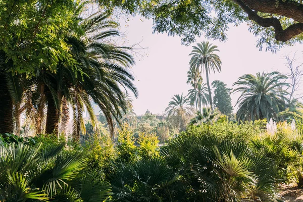 Palmeras verdes altas y arbustos en el parque de la ciutadella, barcelona, España - foto de stock