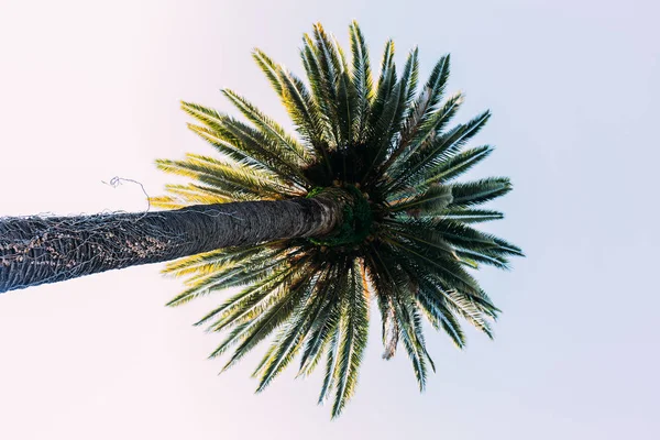 Высокая прямая пальма на фоне голубого неба, Барселона, Испания — стоковое фото