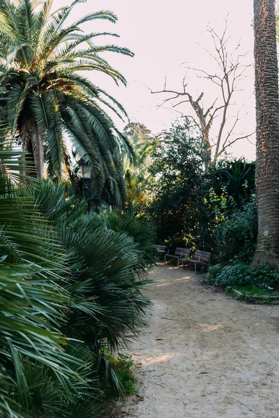 Árvores verdes e arbustos, cachos e caminho a pé em parc de la ciutadella, barcelona, espanha — Fotografia de Stock