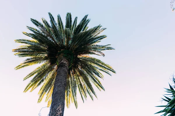 Palmera alta recta sobre fondo azul del cielo, barcelona, España - foto de stock