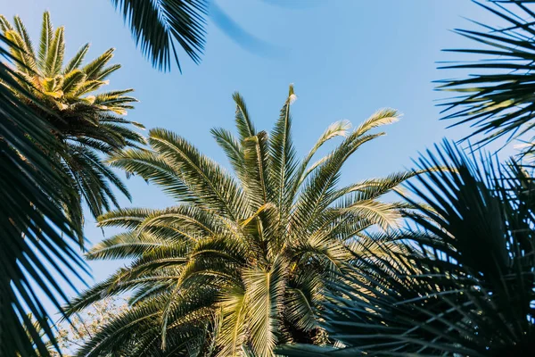 Palmiers verts sur fond de ciel bleu dans le parc de la ciutadella, Barcelone, Espagne — Photo de stock