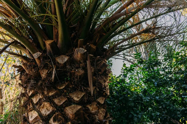 Gros plan du tronc de palmier dans le parc de la ciutadella, Barcelone, Espagne — Photo de stock