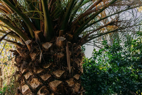 Primer plano de tronco de palmera en parc de la ciutadella, barcelona, España - foto de stock