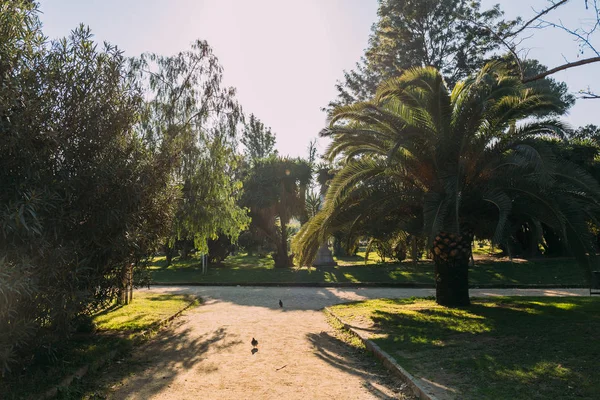Arbres verts et sentiers de randonnée dans le parc de la ciutadella, Barcelone, Espagne — Photo de stock