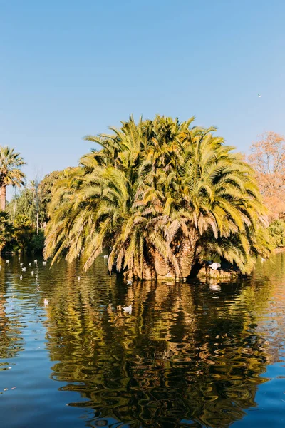 Hermoso lago parque y exuberantes palmeras en el parque de la ciutadella, barcelona, España - foto de stock