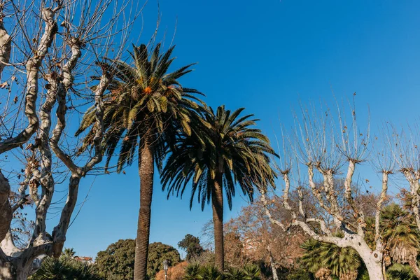 Paisagem com altas palmeiras retas e outras plantas em parc de la ciutadella, barcelona, Espanha — Fotografia de Stock