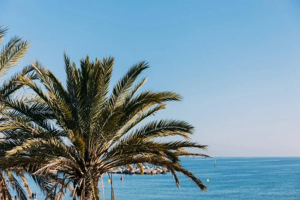 Malerischer Blick auf üppige Palmen und blaues Meer, Barcelona, Spanien — Stockfoto
