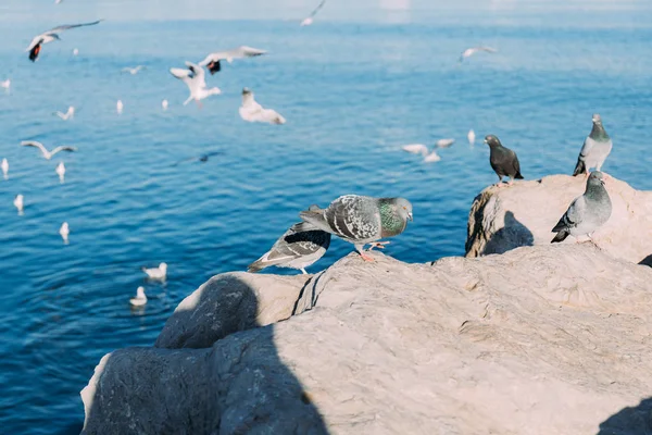 Foco selectivo de palomas sentadas en las rocas de la costa y gaviotas volando sobre el mar, barcelona, España - foto de stock