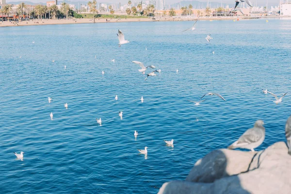 Vue sur la côte avec des oiseaux survolant la mer bleue, Barcelone, Espagne — Photo de stock