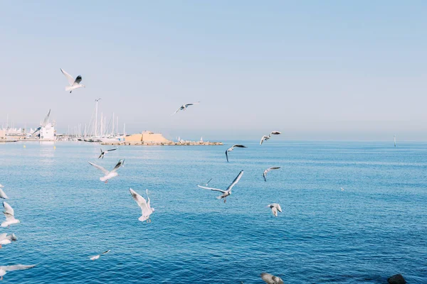 BARCELONA, ESPAÑA - 28 DE DICIEMBRE DE 2018: vista panorámica del tranquilo mar azul con gaviotas voladoras - foto de stock