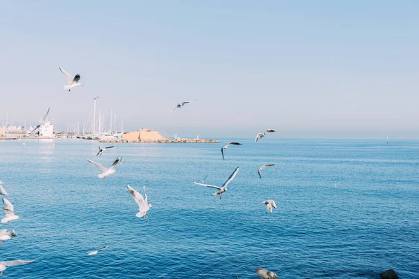 BARCELONA, SPAGNA - 28 DICEMBRE 2018: veduta panoramica del tranquillo mare blu con gabbiani volanti — Foto stock