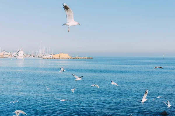 BARCELONA, ESPAÑA - 28 DE DICIEMBRE DE 2018: Gaviotas blancas sobrevolando el mar azul - foto de stock