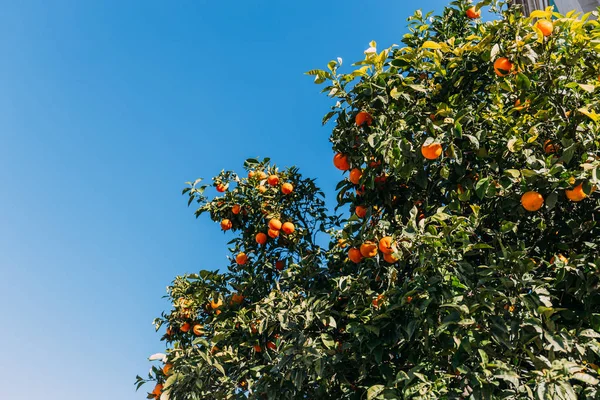Зеленые апельсиновые деревья с апельсинами на голубом фоне неба, Барселона, Испания — стоковое фото