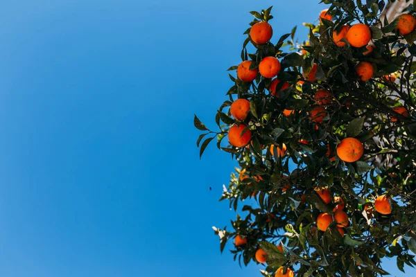Grüne Orangenzweige mit Orangen, Barcelona, Spanien — Stockfoto