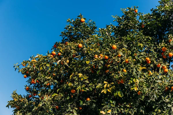 Grüner Orangenbaum auf klarem blauem Himmel, barcelona, spanien — Stockfoto